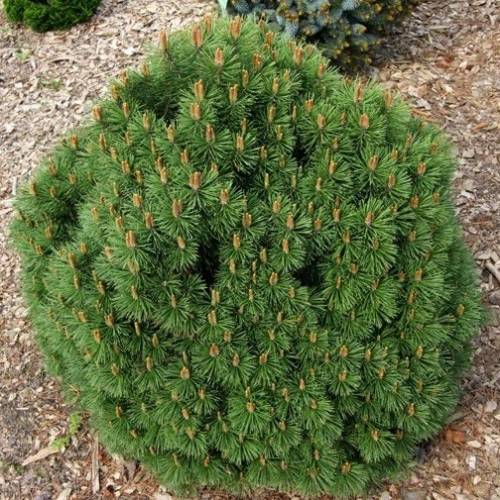 Сосна Pinus m. Hnizdo C5 (40 - 60)