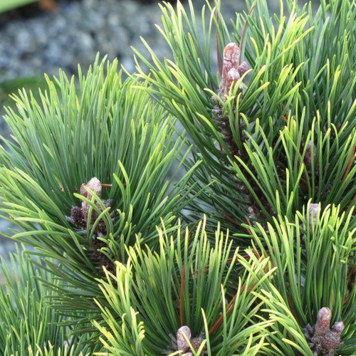 Сосна Pinus m. Pal Maleter C3 (20 - 30)