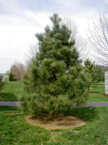 Сосна Pinus nigra C5 (40 - 60)