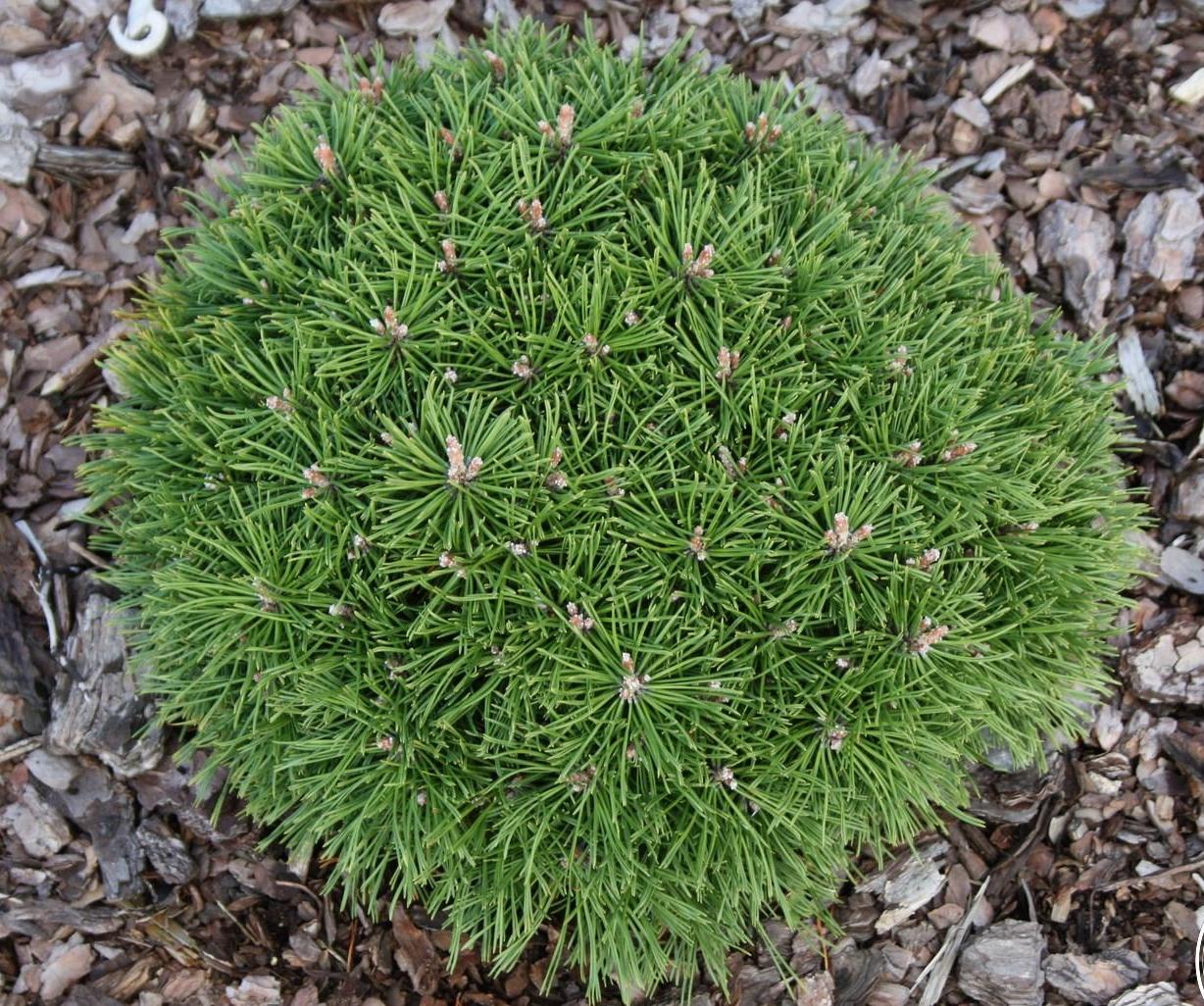 Pinus mugo (сосна Горная) 'Benjamin'