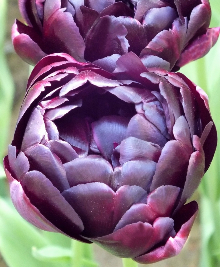 Горилла тюльпан фото и описание