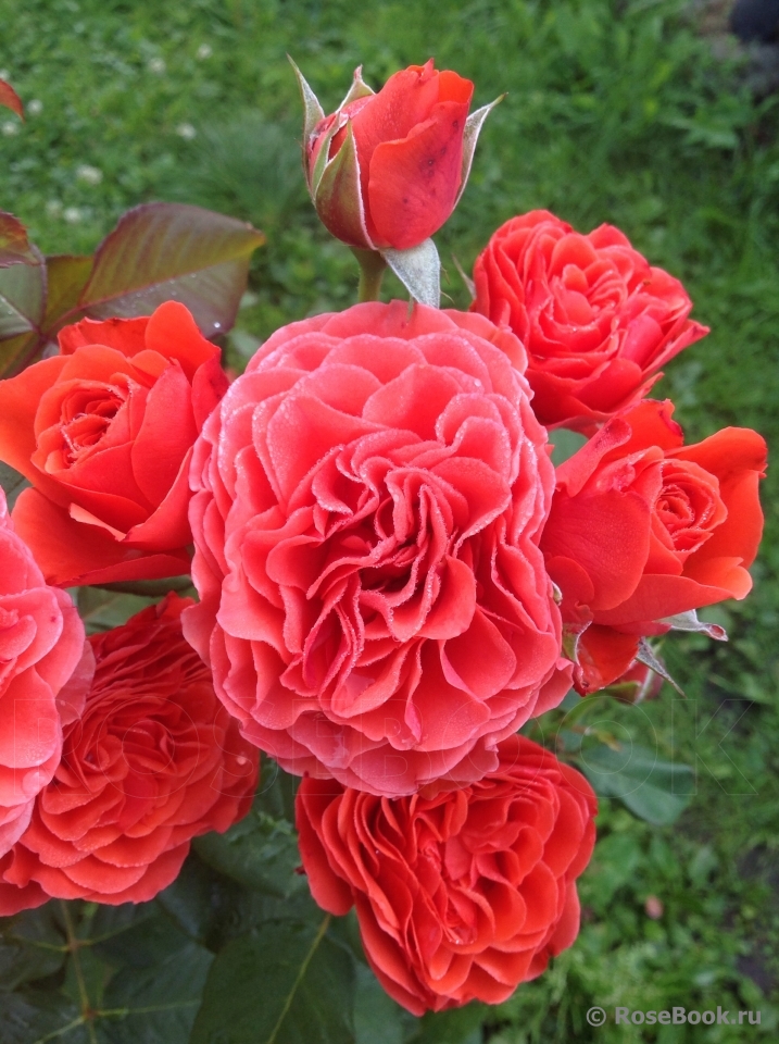 Роза голдэльзе флорибунда фото и описание
