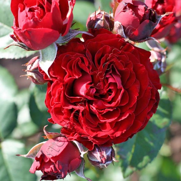 Флорибунда таманго описание роза фото