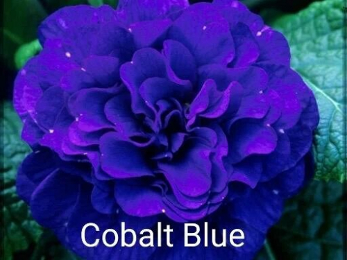 Примула Belarina Cobalt Blue