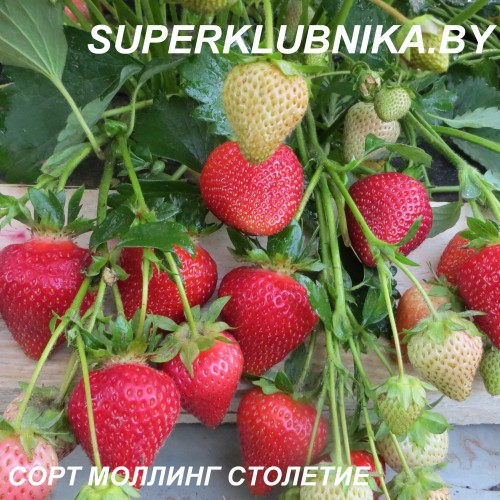 Клубника Молинг столетие