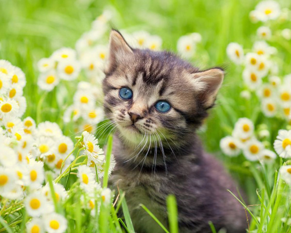 Алмазная мозаика круглыми стразами 40x50