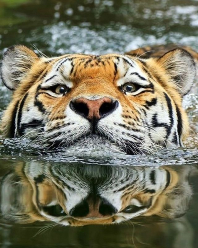 Алмазная мозаика круглыми стразами Тигр в воде