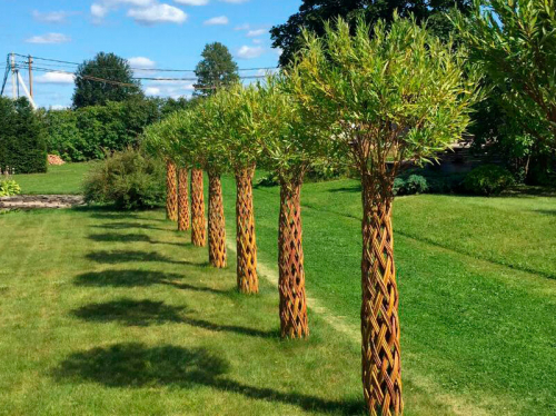 Русские пальмы! Очень необычно! Живые плетёные деревья для вашего сада