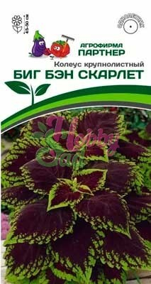 Цветы Колеус Биг Бэн Скарлет шлемниковидный (5 шт) Партнер НОВИНКА 2024