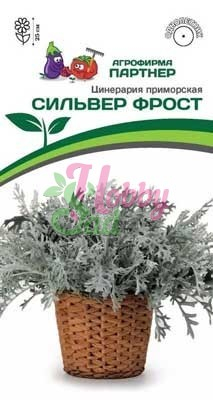 Цветы Цинерария Приморская Сильвер Фрост (15шт в амп) Партнер НОВИНКА 2024