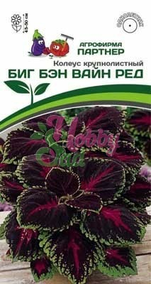 Цветы Колеус Биг Бэн Вайн Ред шлемниковидный (5 шт) Партнер НОВИНКА 2024