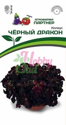 Цветы Колеус Черный дракон шлемниковидный (10 шт) Партнер НОВИНКА 2024