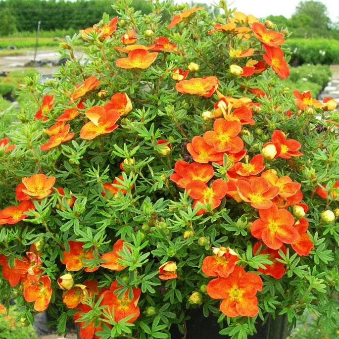 Лапчатка куст.Оранж Иссима, Н 20-25см, С1,5л, хорошие кустики