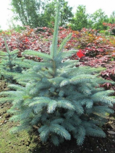 Picea (Ель) pung. Super Blue Р15 20/30