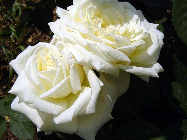 Jeanne Moreau Цветок крупный 12-13 см густомахровый отлично переносит дождь Насы