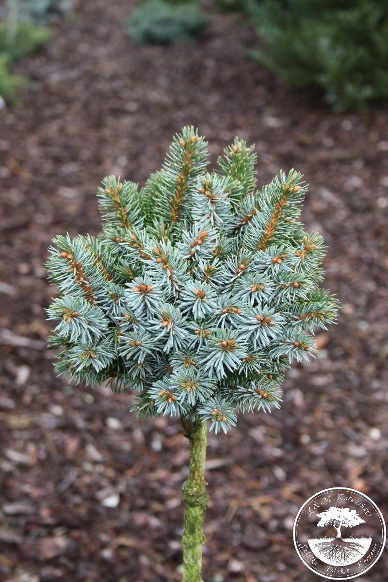 Ель picea. Ель ситхинская (sitchensis. Picea sitchensis 'Pévé Wiesje'. Ель ситхинская (Picea sitchensis p9). Ель Picea pungens.