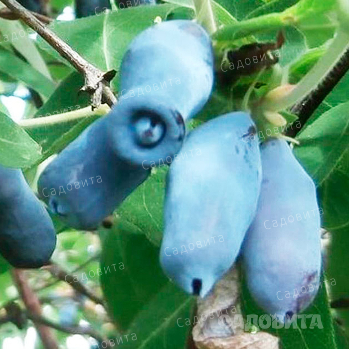 Жимолость избранница. Жимолость съедобная стрежевчанка. Сладкие сорта жимолости для сибири крупные лучшие. Жимолость съедобная. Жимолость камчадалка куст.