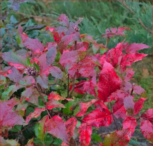 Магония Падуболистная осень - листва краснеет