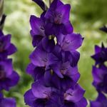 Purple Flora  цена за 1шт собираем кратно 5шт