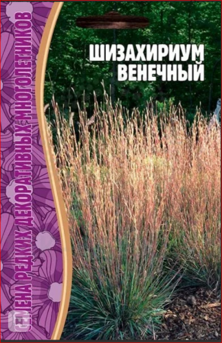 Семена Шизахириум Венечный 20 шт.уп. меняет цвет в разное время года