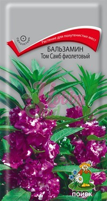 Цветы Бальзамин Том Самб фиолетовый (0,1 г) Поиск