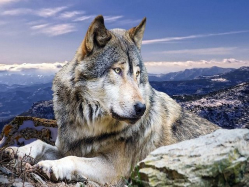 Алмазная мозаика 40х50 Волк в горах