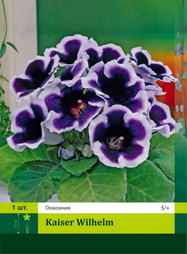 Gloxinia Kaiser Wilhelm