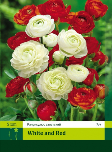 Ranunculus Mix White/Red
