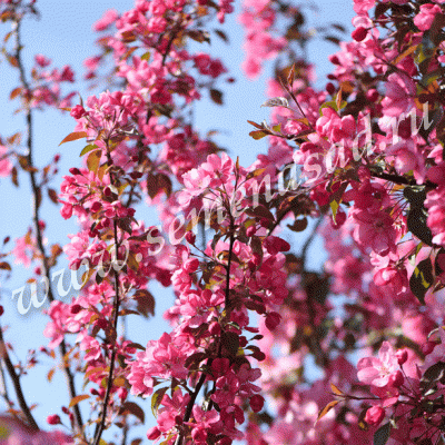 Яблоня декоративная Рудольф (лист красно-зеленый, цветки ярко-розовые)