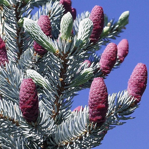 Ель колючая (Picea pungens Koster) C3