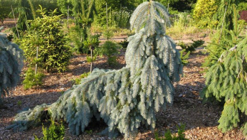 Ель колючая (Picea pungens Glauca Pendula) C2 РА 5-15, 15-20