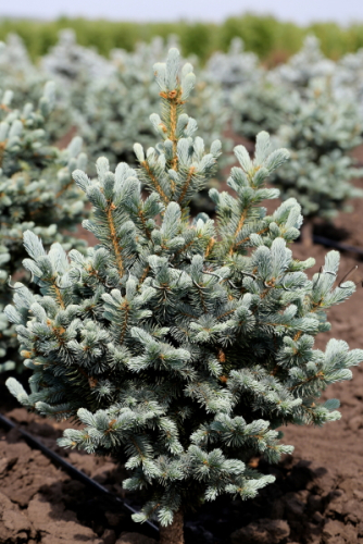 Ель колючая (Picea pungens Retroflexa) C2 20