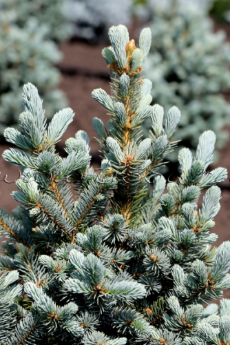 Ель колючая (Picea pungens Retroflexa) C2 20