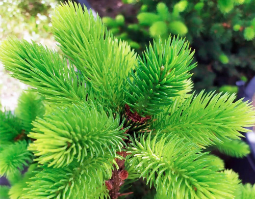 Ель колючая (Picea pungens Maigold) C20 100-120