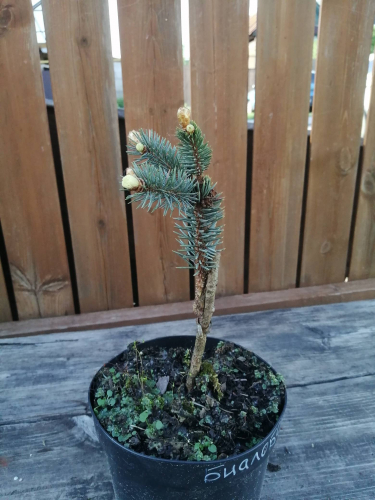 Ель колючая (Picea pungens Bialobok) С2 15-20
