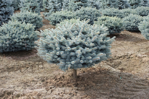 Ель колючая (Picea pungens Glauca Globosa) С5 РА 90-100, 20-25