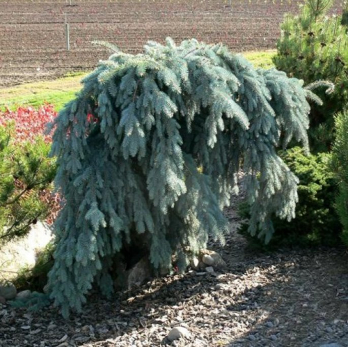 Ель колючая (Picea pungens Glauca Pendula) C2 РА 5-15, 15-20