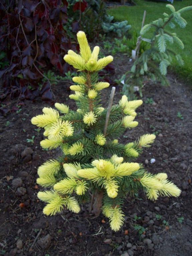Ель колючая (Picea pungens Maigold) C20 100-120