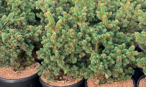 Ель колючая (Picea pungens Lucky Strike) C2 40-60 