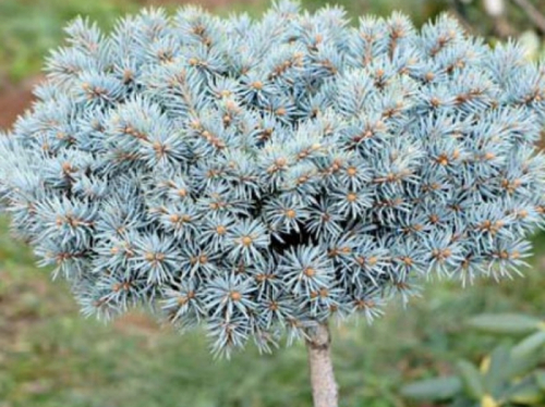 Ель колючая (Picea pungens Blaukissen) С5 PA80 15-20