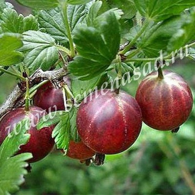 Крыжовник Спайнфри (средний, ягода красно-розовая, бесшипный)