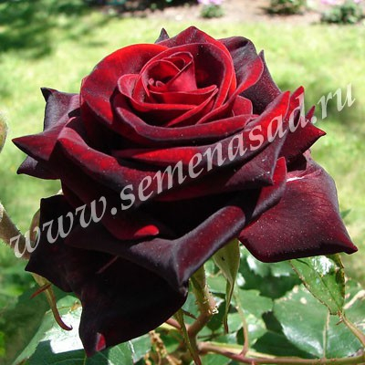 Роза чайно-гибридная Черная Магия (черно-красный)