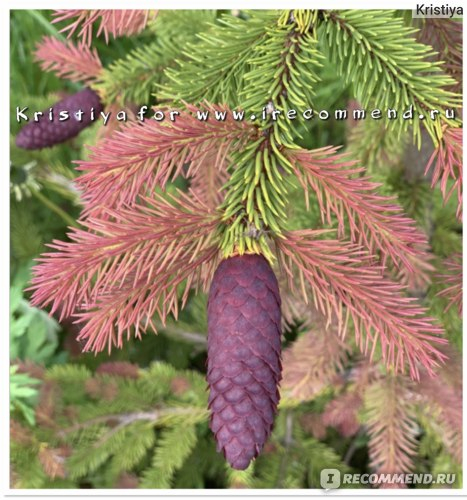 Ель обыкновенная (Picea abies Cruenta) C4 20-30