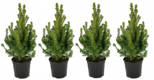 Ель сизая (Picea glauca Conica December)  С5 60-80