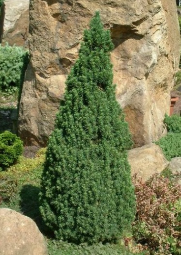 Ель сизая (Picea glauca Conica December)  С5 60-80