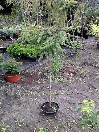 Ель обыкновенная (Picea abies Inversa) С7.5 40-50
