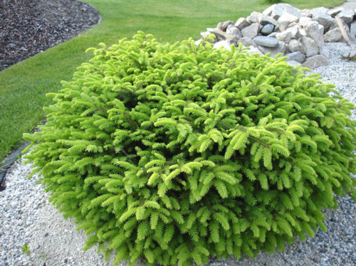 Ель обыкновенная (Picea abies Nidiformis) C3 20-30