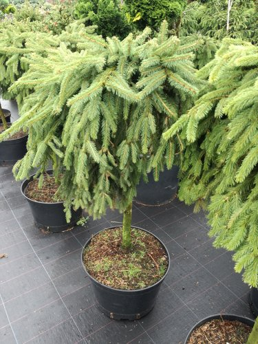 Ель обыкновенная (Picea abies Formanek) C2 20-30