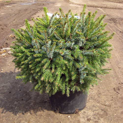Ель сербская (Picea omorika Nana)  C3 15-20