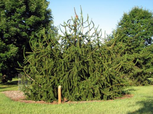 Ель Энгельмана (Picea engelmannii Snake (syn. Virgata, Glauca Virgata)) C3 15-20